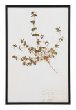 Vintage Pressed Botanical Specimen