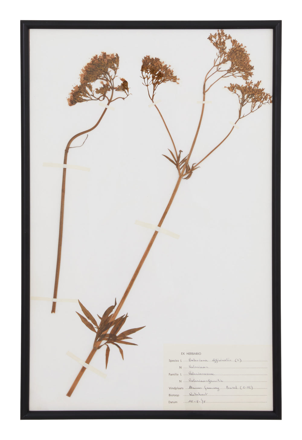 Vintage Pressed Botanical Specimen