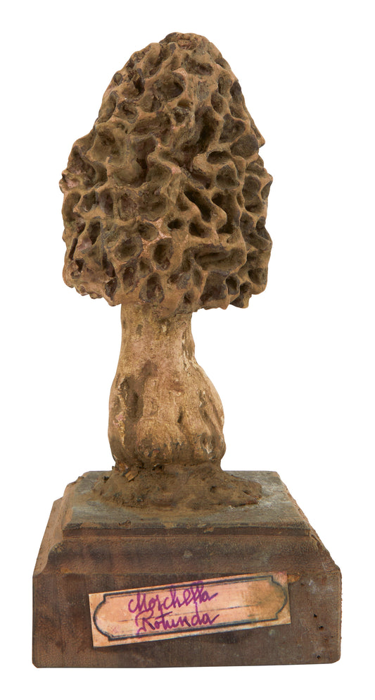 Vintage Botanical Mushroom Model